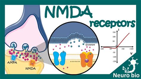 NMDA receptors | How do NMDA receptors work? What happens when you ...