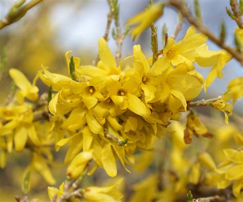 How to prune forsythia: expert tips for prolific flowering | Homes ...