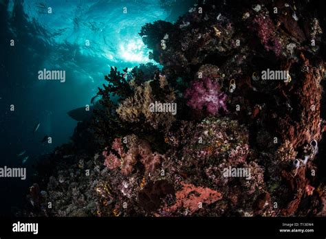 Scuba diving Raja Ampat Stock Photo - Alamy