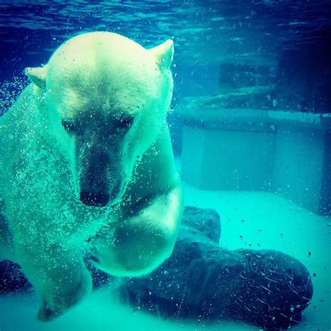Polar Bear Underwater Lincoln · Free photo on Pixabay