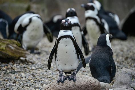 African Penguin Spheniscus Demersus bird in natural habitat land Photograph by Matthew Gibson ...