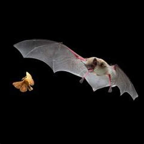 Master Gardener: Myth versus fact regarding bats