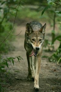 The Once Florida Black Wolf of the Indian River Lagoon | Jacqui Thurlow-Lippisch