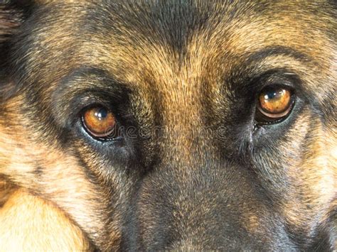 German Shepherd Dog Eyes Close Up Stock Image - Image of german, friend: 74074343