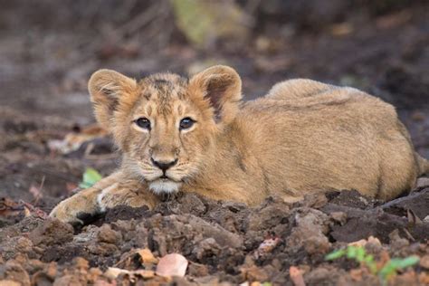 Persian Lion Returns to Iran after 80 Years | zoosmedia