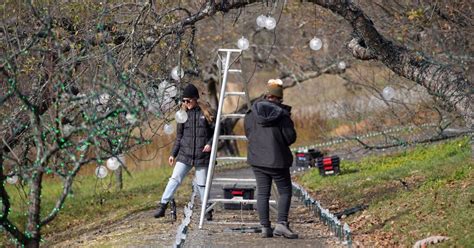 PHOTOS: Preparing Winterlights at Naumkeag | Multimedia ...