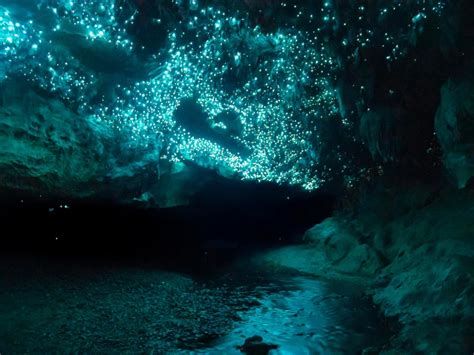 Glow worms lighting up a cave in New Zealand : natureismetal | Glow ...