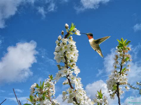 Hummingbird Gif - Gif Abyss