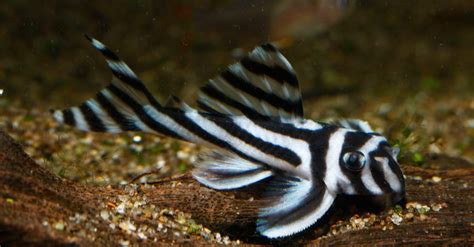 Zebra Pleco Pictures - AZ Animals