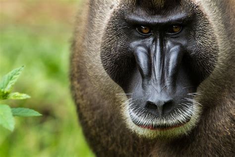Drill Monkey | by brendanvanson Primates, Gorilla, Old World, Monkey, Olds, Pixel, Animals ...