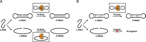 Ligase - Rna Ligase Structures Reveal The Basis For Rna Specificity And Conformational Changes ...