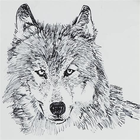 21+ Wolf Drawings, Pencil Drawings, Sketches | FreeCreatives