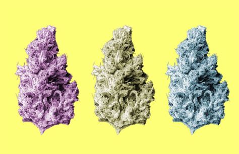 The Best Weed Strains Right Now | Complex