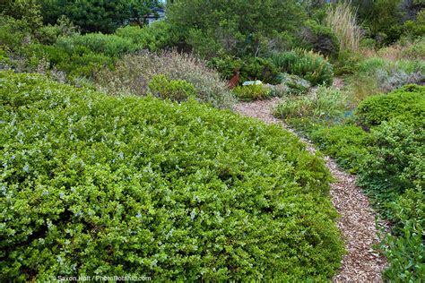 Dwarf Coyote Brush - Summer-Dry | Celebrate Plants in Summer-Dry Gardens