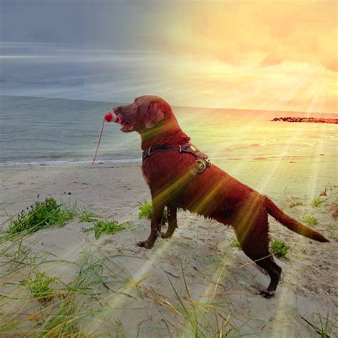 Labrador Dog Beach - Free photo on Pixabay - Pixabay