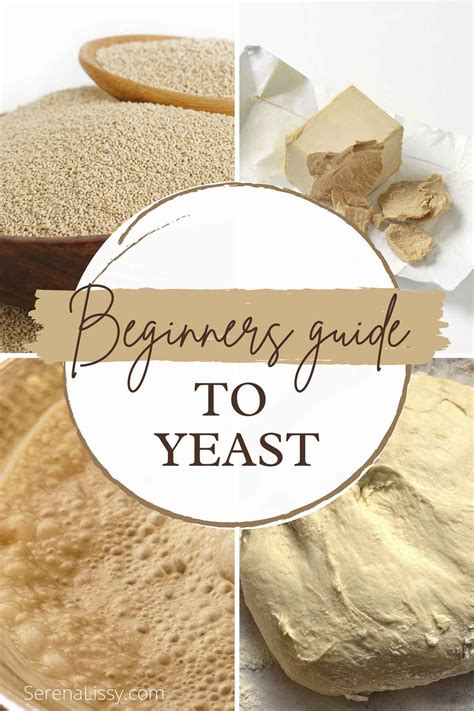 Types Of Yeast And When To Use Them In Baking - Serena Lissy