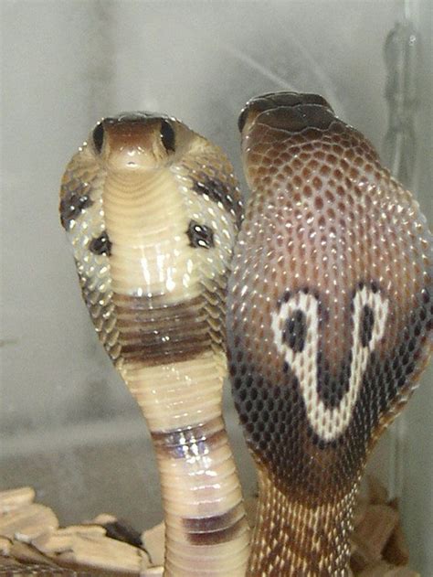 Pet snake, King cobra snake, Cobra snake