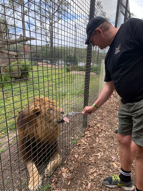 FEEDING A LION by tpallier on DeviantArt