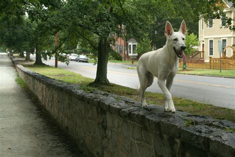 File:2008-08-26 White German Shepherd on Duke East wall.jpg - Wikimedia Commons