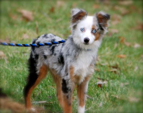 This is our new boy Ozzy. He is a Toy Aussie Toy Aussie, Husky, Corgi ...