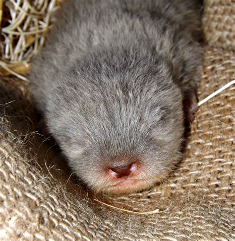 Five Otter Pups Born at Greensboro Science Center - ZooBorns