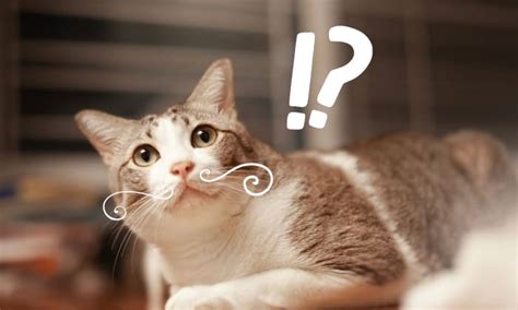 What Happens if You Cut a Cat’s Whiskers? Get Facts Here!