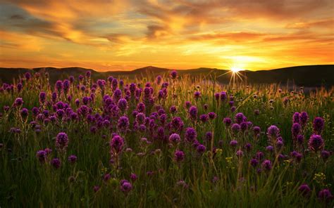 Wallpaper Purple flowers field, grass, sunset 1920x1200 Picture, Image