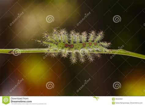 Caterpillar of the Commom Gaudy Baron Butterfly Euthalia Luben Stock ...