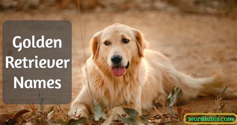 Golden Retriever Names - The Ultimate List - Word Tutes