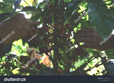 199 Coffee Plant Puerto Rico Images, Stock Photos & Vectors | Shutterstock