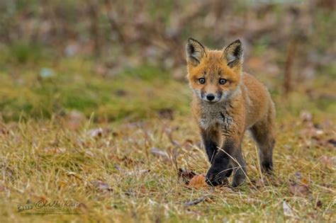 15 adorable photos of baby foxes | Canadian Geographic
