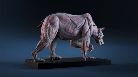 Nicolas MOREL - Digital 3D Grizzly bear anatomy Atlas for Artists