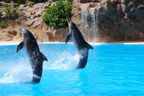 Free Images : animal, jump, pond, fauna, animals, vertebrate, dolphin, dolphinarium, marine ...