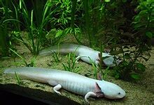 Ajolote - Axolotl - qaz.wiki