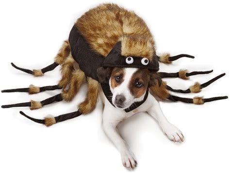 Giant Mutant Spider Dog Terrifies Victims in Hilarious Prank [Video ...