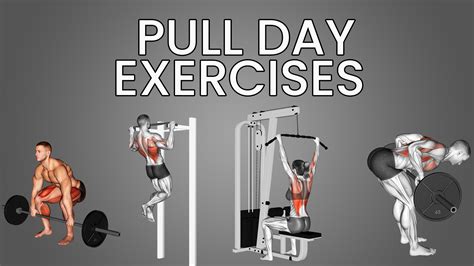 8 Pull Day Exercises: Biceps, Back, and Posterior Deltoids - Inspire US