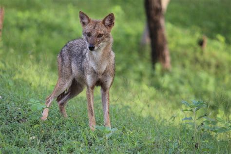 The golden jackal – DeepaliDave