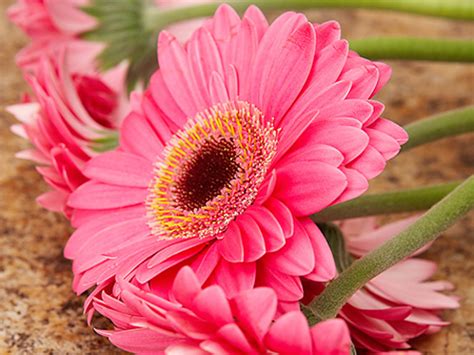 HD Wallpapers: Pink Daisy Flowers Pictures