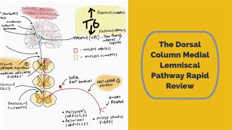 The Dorsal Column Medial Lemniscal Pathway Rapid Review - YouTube