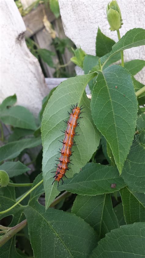 Journals of an Amateur Naturalist: Gulf Fritillary Caterpillar