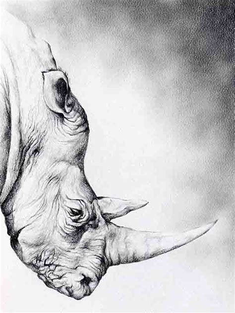 Realistic Animal Pencil Drawings