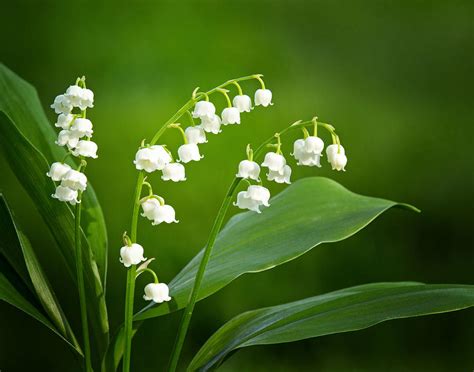 Lily of the Valley Photograph by Carolyn Derstine - Fine Art America