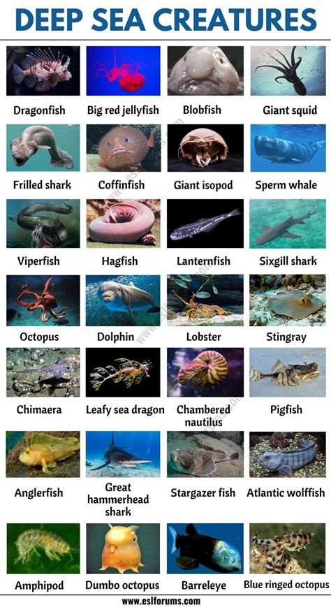 Sea Animals List A-z