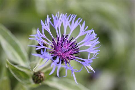 "Perennial Cornflower" Images – Browse 1,485 Stock Photos, Vectors, and Video | Adobe Stock