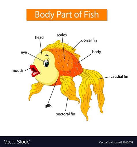 Diagram showing body part fish vector image on VectorStock in 2024 | Learning english for kids ...