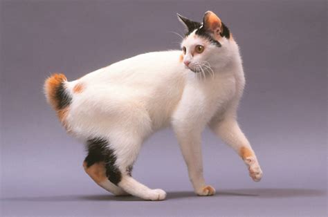 Japanese Bobtail Cats | PrettyLitter