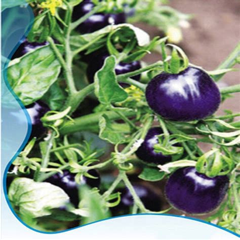 Best Garden Seeds Rare Purple Cherry Tomato Organic Seeds, Original Pack, 25 Seeds / Pack, Tasty ...