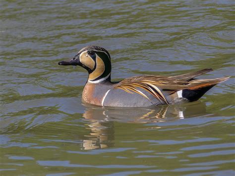 Baikal Teal | Bubo Birding