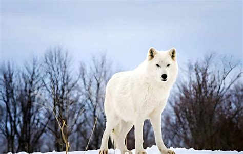 What Eats an Arctic Fox? 14 Arctic Fox Predators - Animals We Like