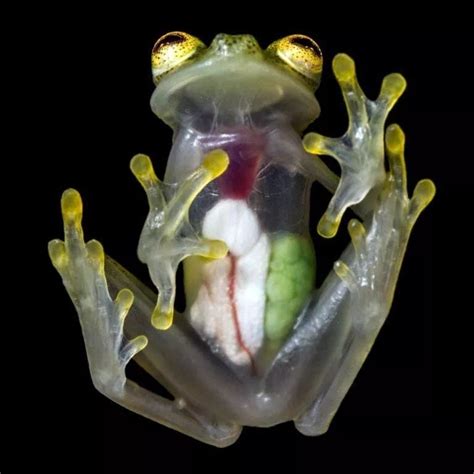 The incredible translucent Glass Frog. : r/pics